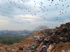 В Могилеве электроэнергию будут производить из мусора В Могилеве электроэнергию будут производить из мусора